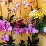Imágenes de fotos de orquídeas