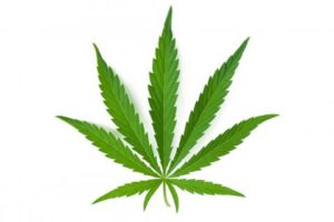imagenes de marihuana