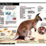 Imágenes de infografías de animales